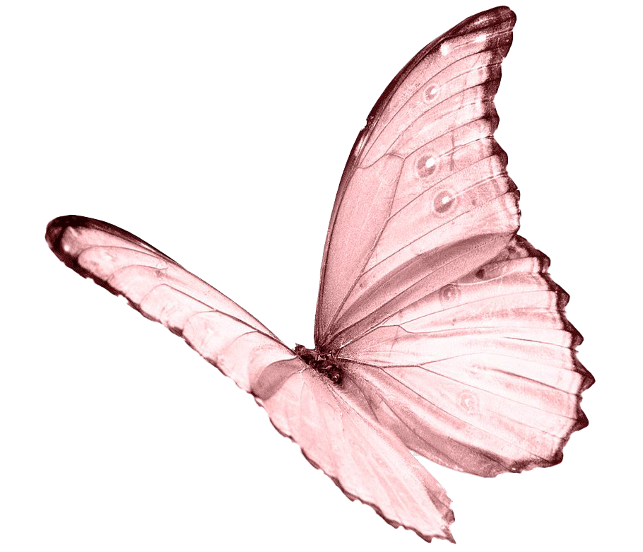 Розовая бабочка PNG изображения прозрачный фон