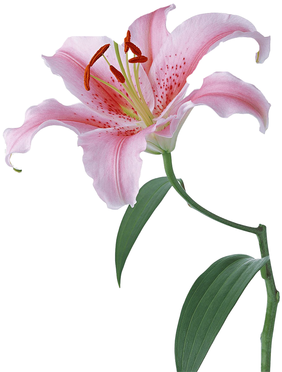 Pink Lilium PNG High-Quality Image