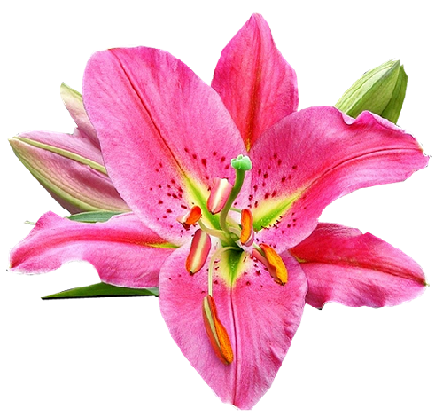 Pink Lilium PNG Image