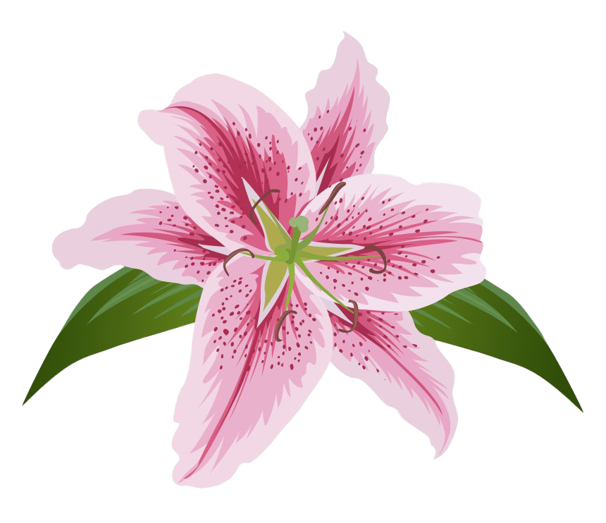 Pink Lilium PNG Transparent Image