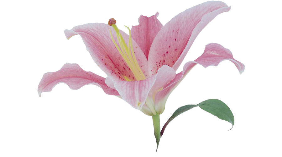 Immagine Trasparente del lilium rosa
