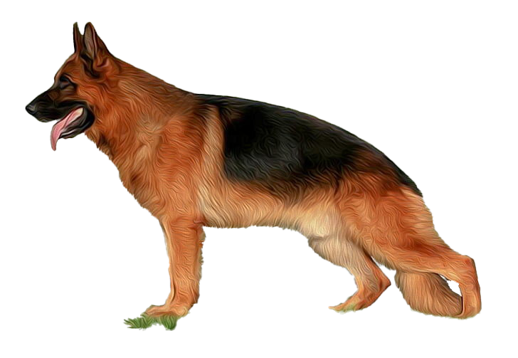Police German Shepherd Dog PNG Free Download