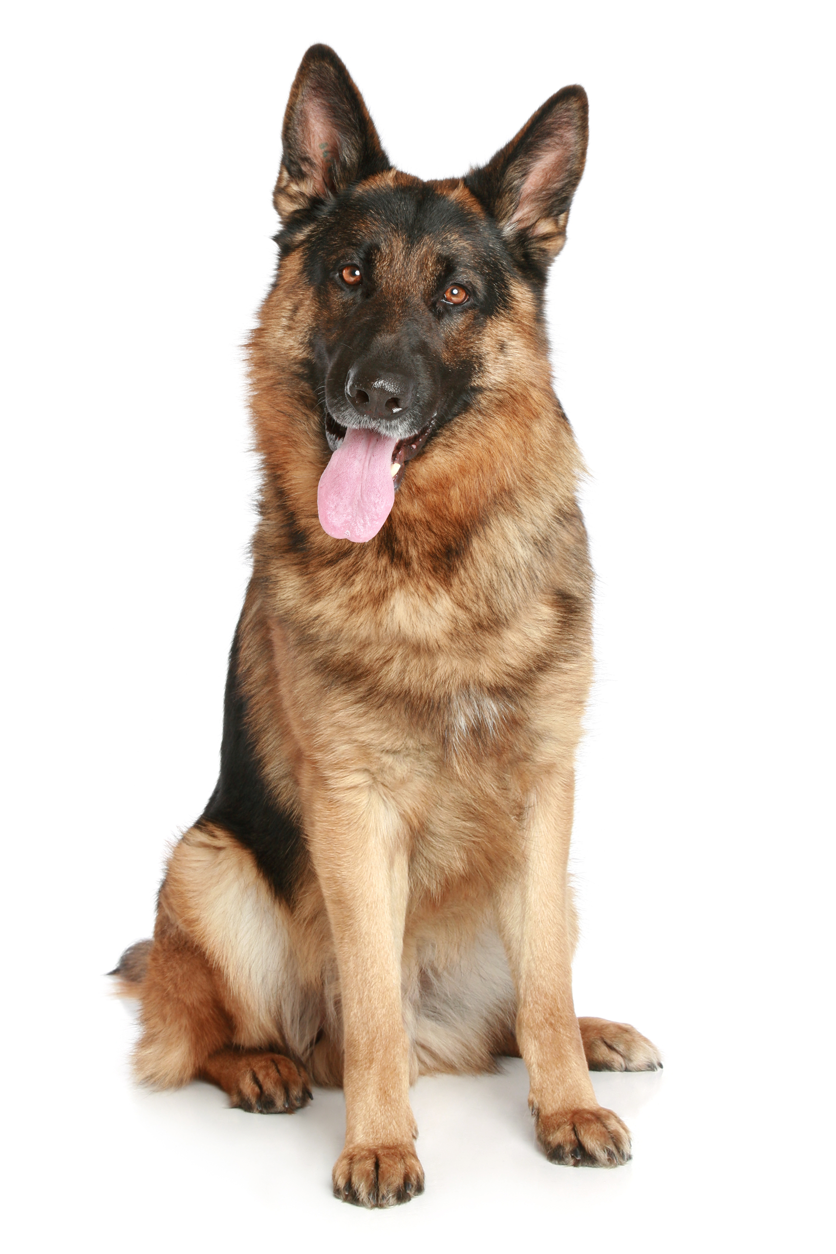 Police German Shepherd Dog PNG High-Quality Image