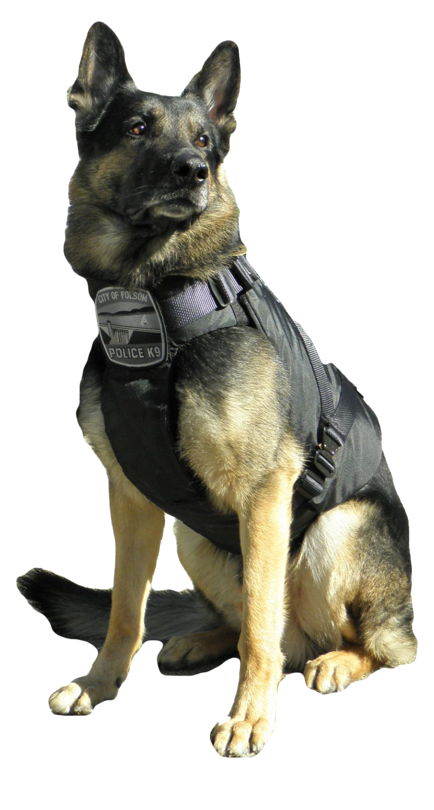 Police German Shepherd Dog PNG Transparent Image
