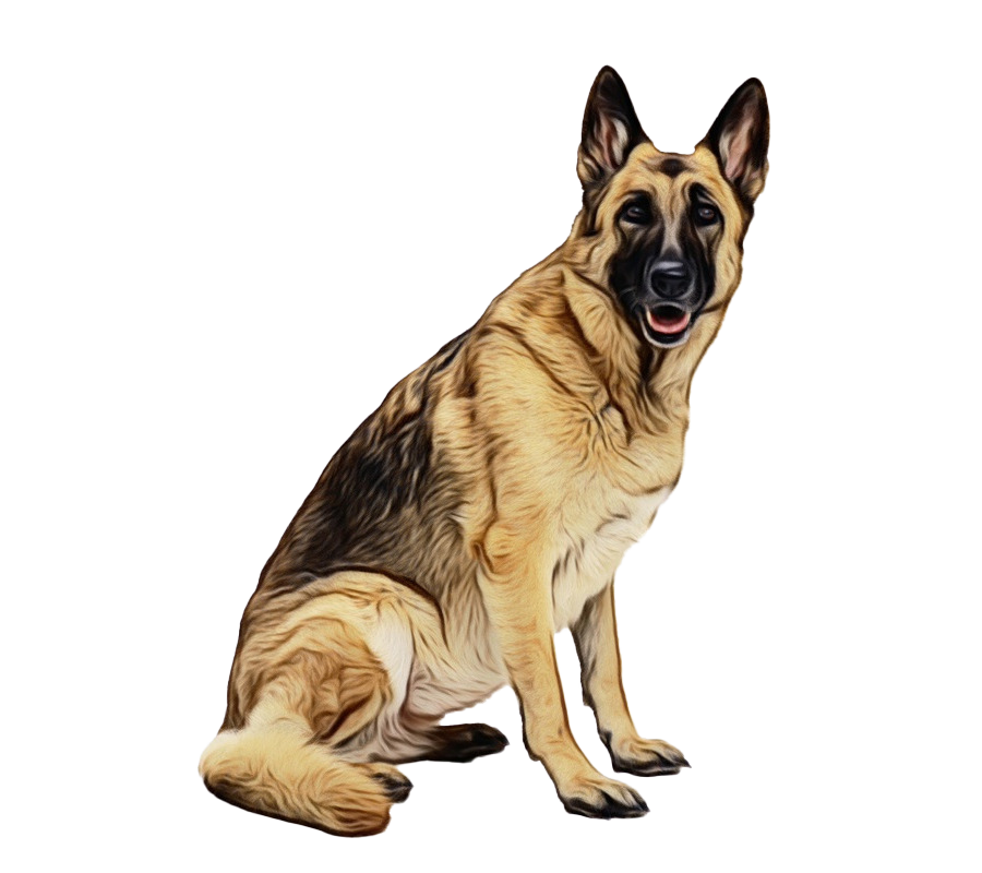Police German Shepherd Dog Transparent Background PNG