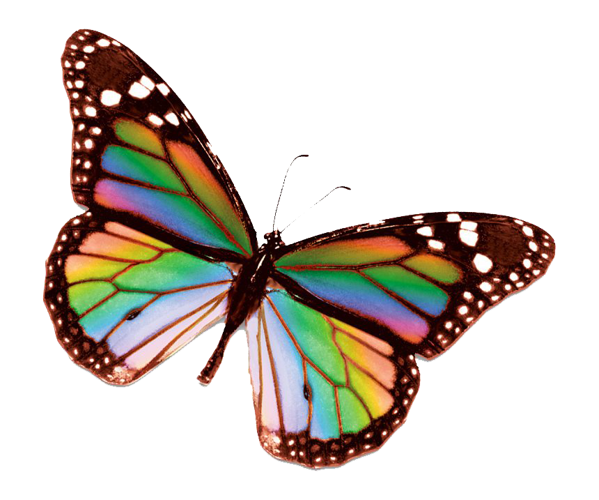 Photo de PNG de papillon arc-en-ciel