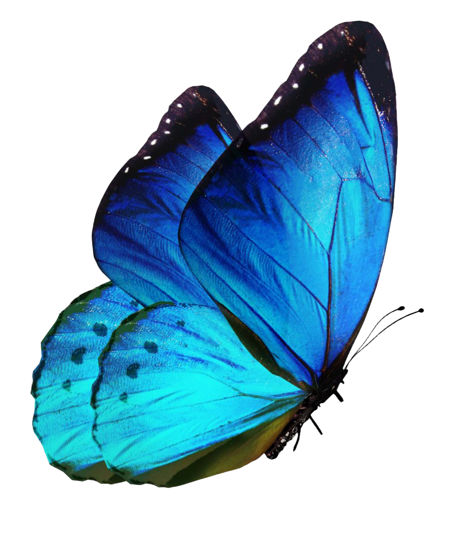 무지개 나비 PNG 투명 이미지
