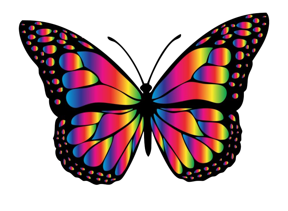 무지개 나비 투명 이미지
