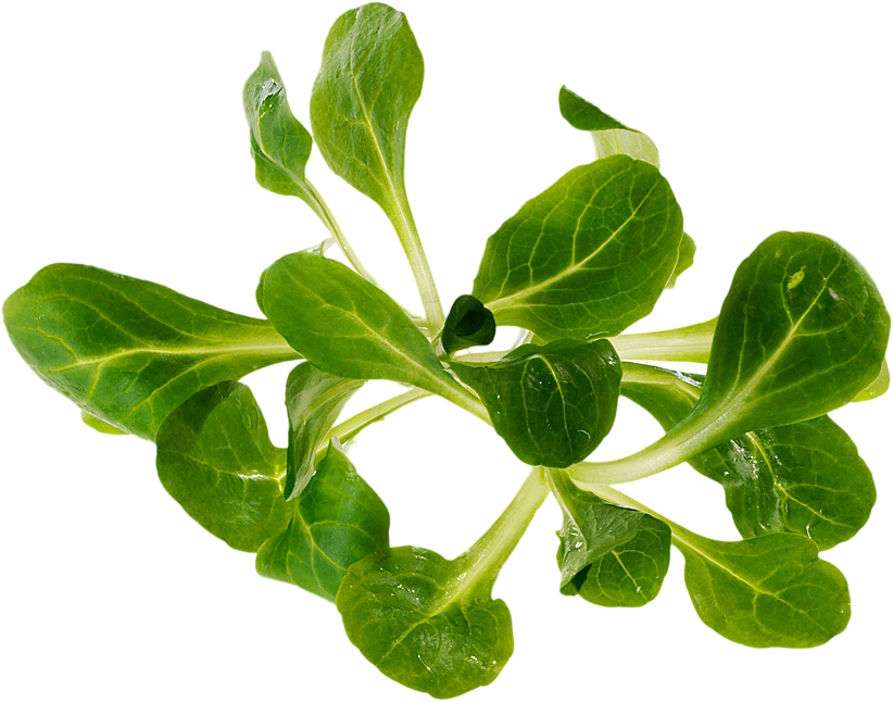 RAW SPINACH Download PNG-Afbeelding