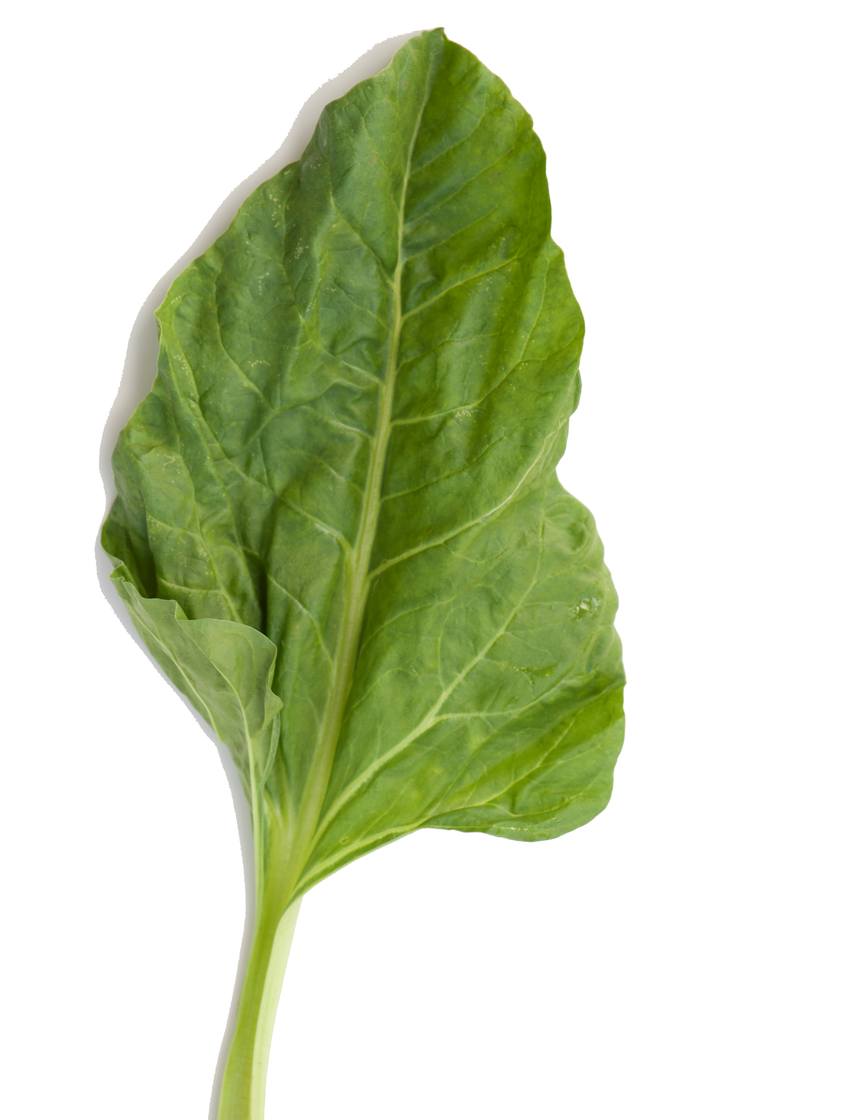 Raw Spinach PNG Photo