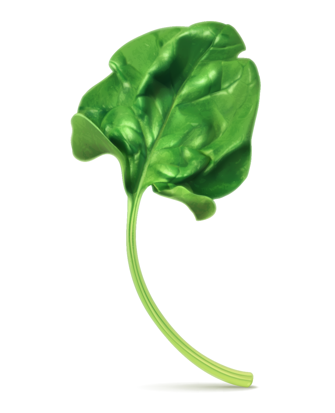 Raw Spinach Transparent Image