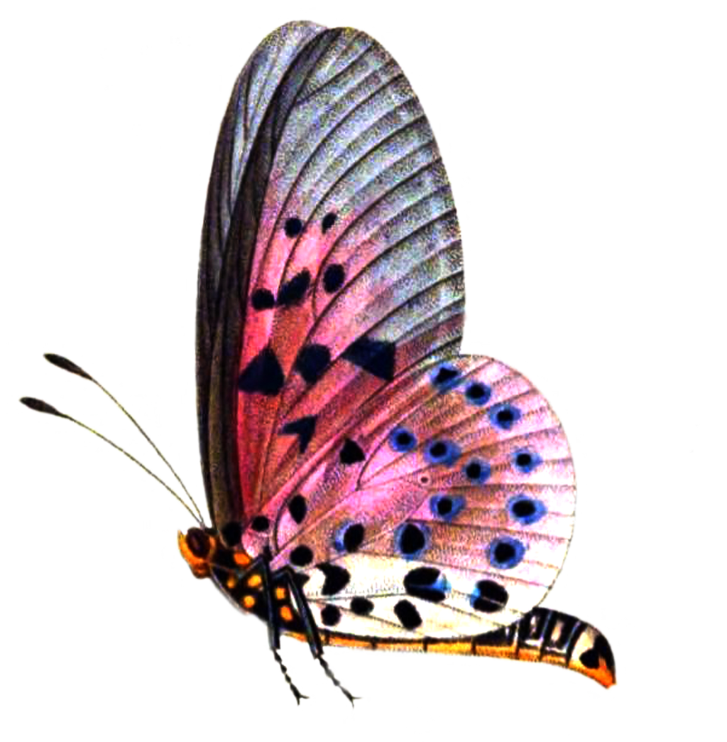 Echte vlinder Download Transparante PNG-Afbeelding