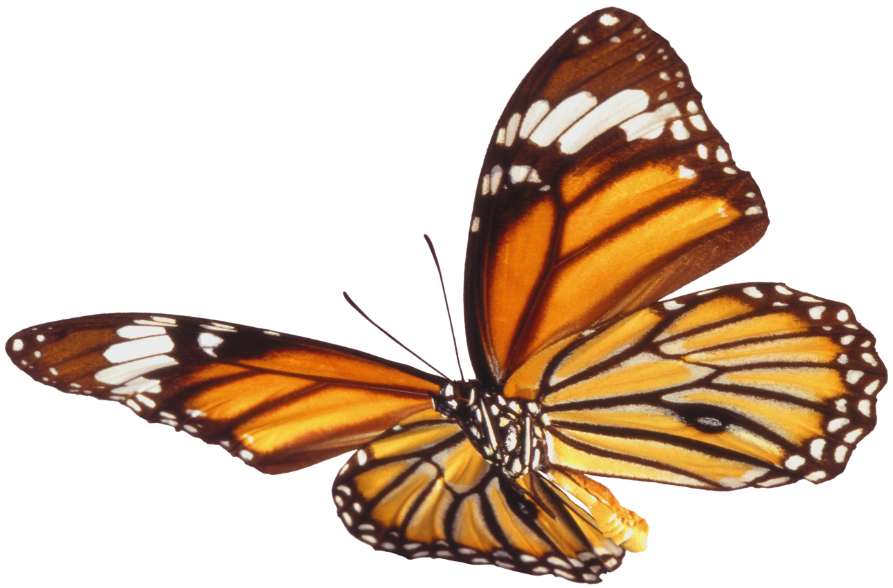 Real Butterfly PNG Background Image