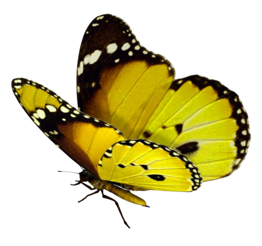 Real Butterfly PNG Download Image