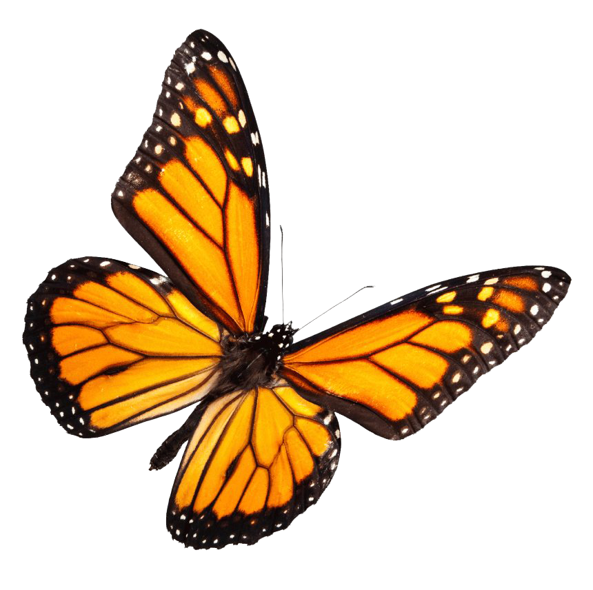 Real Butterfly PNG High-Quality Image