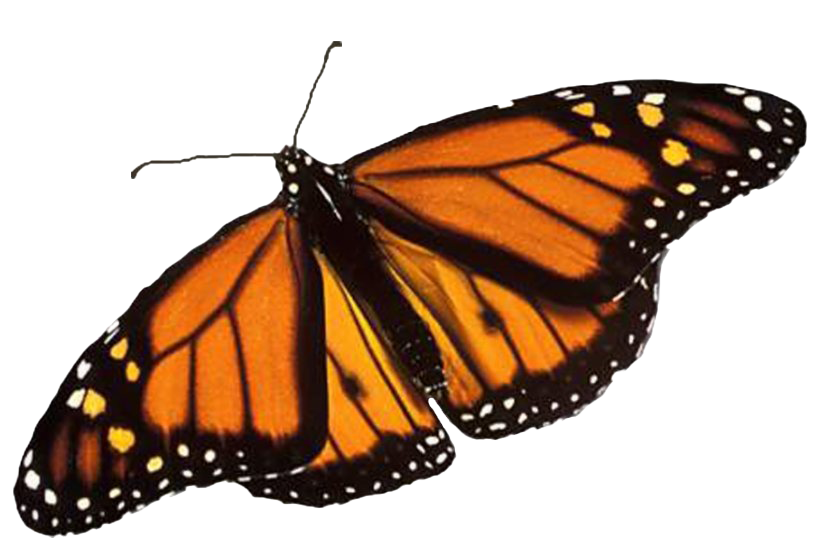 Real Butterfly PNG Image Background