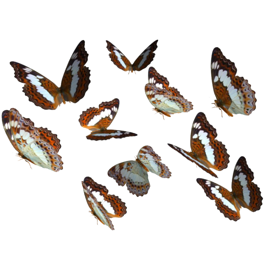 Echte vlinder PNG Beeld Transparante achtergrond