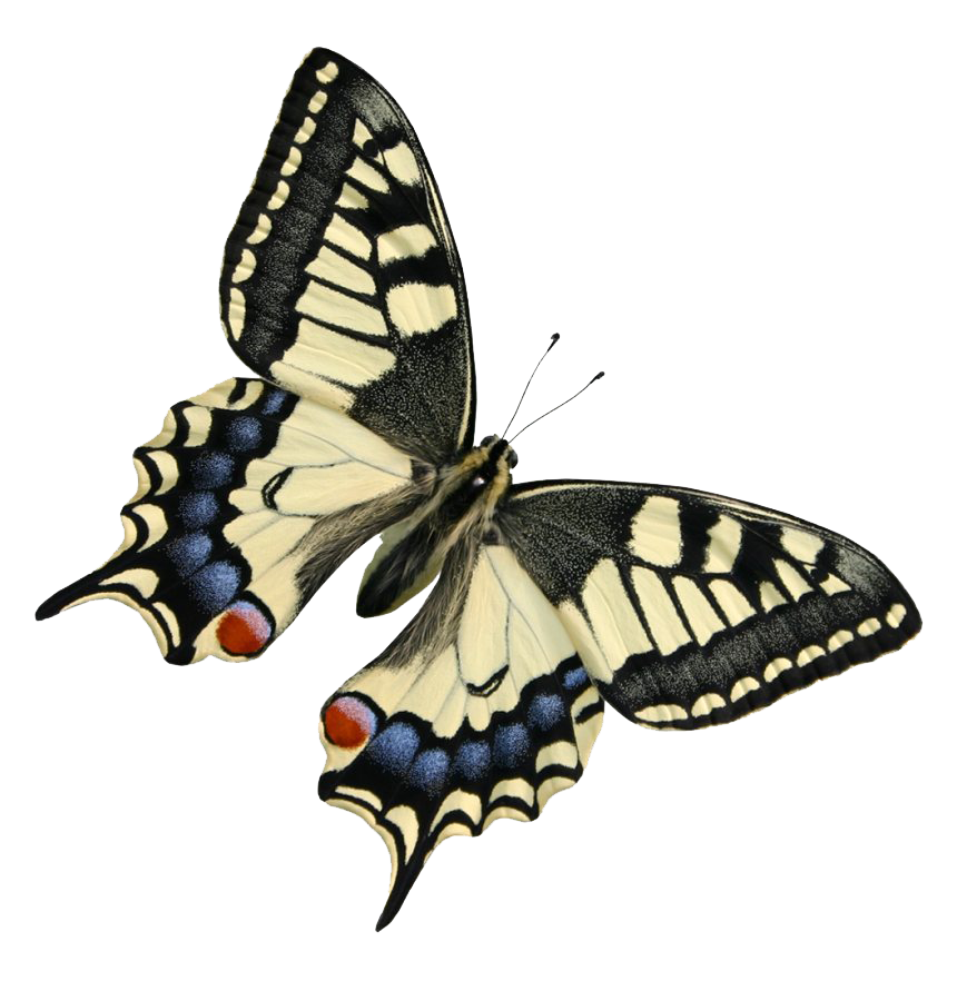 Echte vlinder PNG Foto