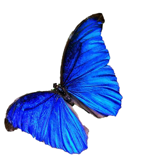 Imagen de PNG de mariposa real
