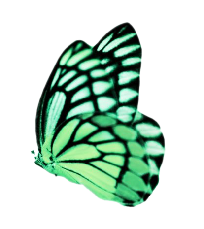 Real Butterfly PNG Transparent Image
