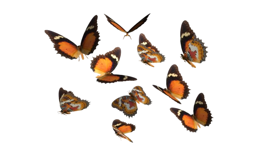 Echte vlinder Transparante Afbeelding