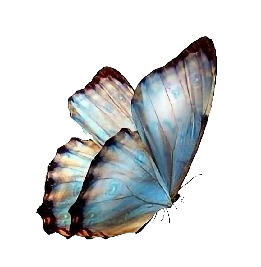 Echte vlinder Transparante Afbeeldingen