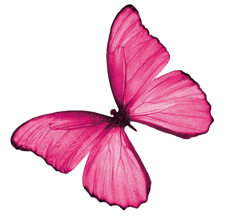 Fondo de imagen PNG de mariposa rosa real | PNG Arts