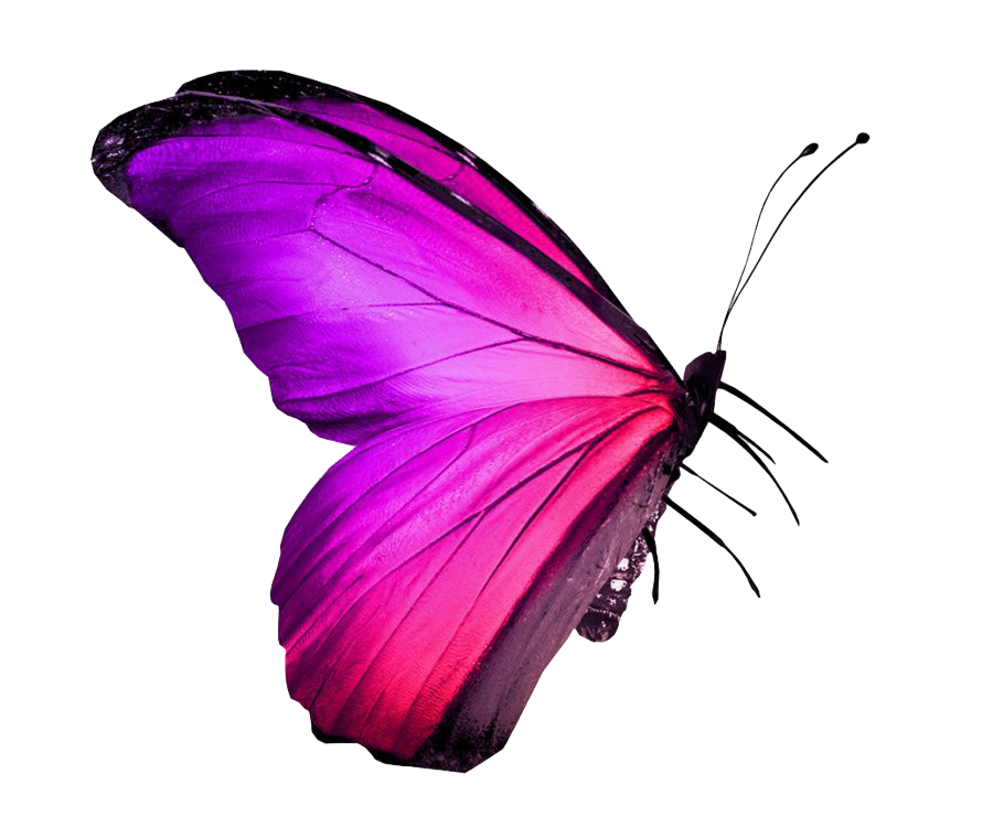 Настоящая розовая бабочка PNG Image