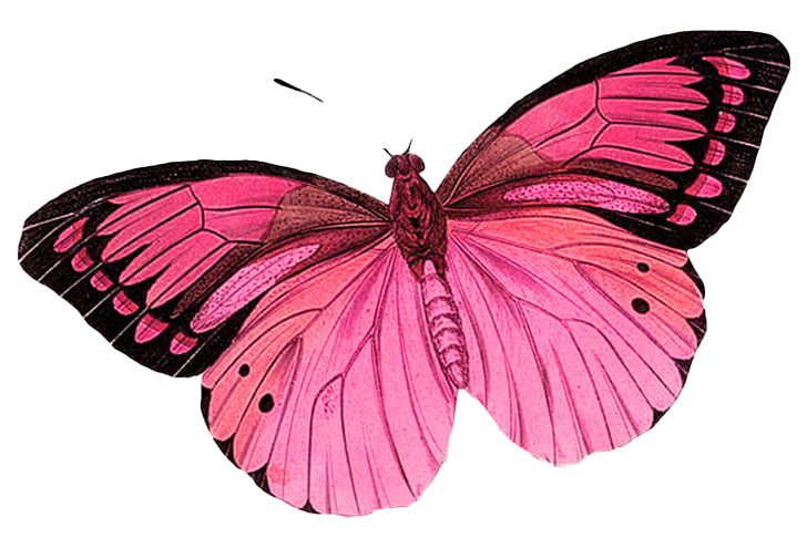 Настоящая розовая бабочка прозрачное изображение