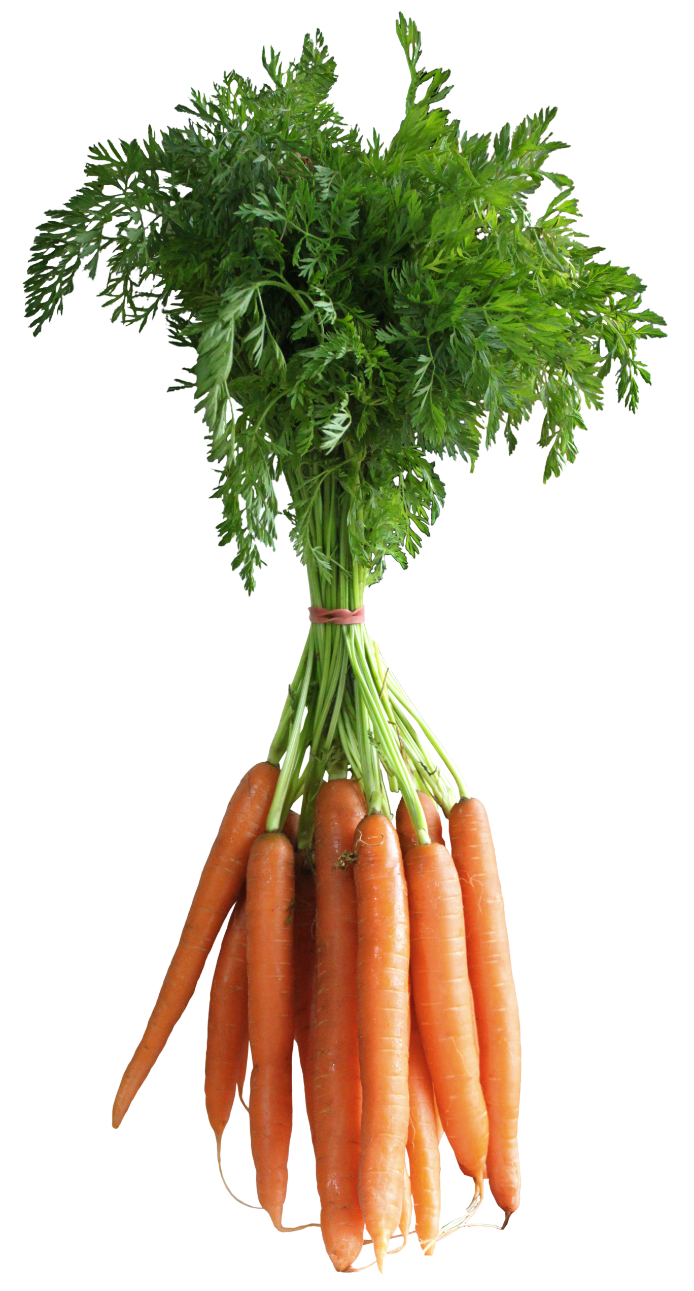 Top View Carrot PNG High-Quality Image