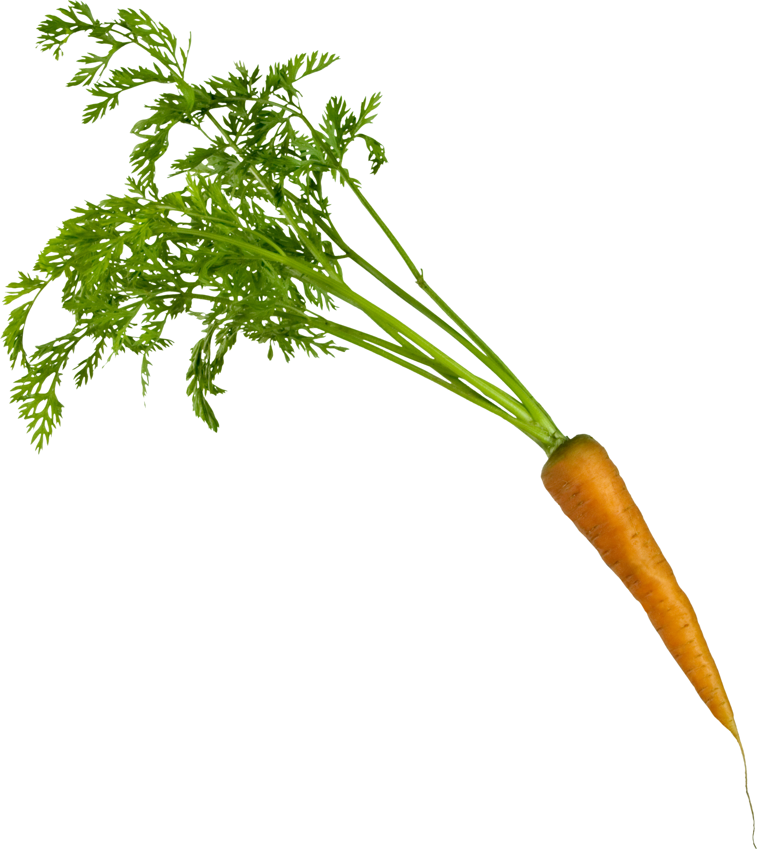 Вид сверху Морковь PNG Прозрачное изображение