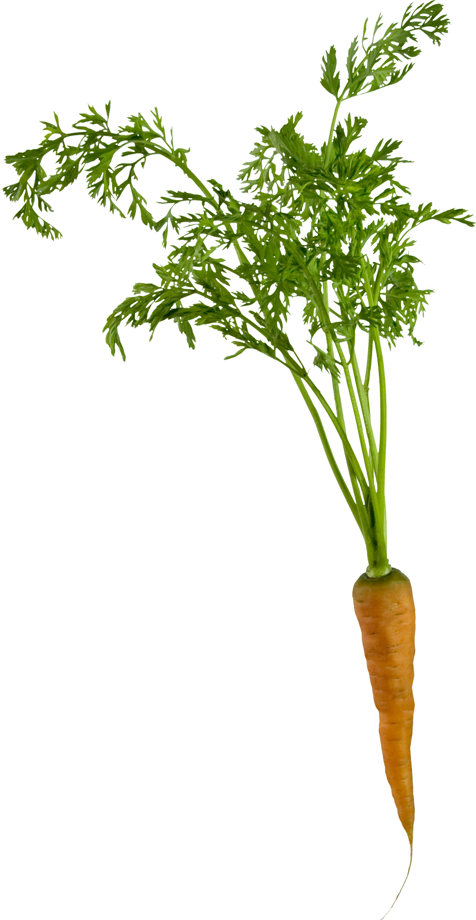 Вид сверху прозрачное изображение моркови