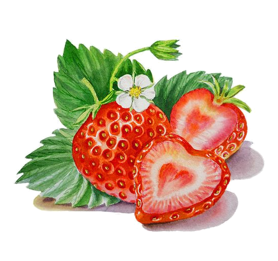 수채화 딸기 PNG 투명 이미지