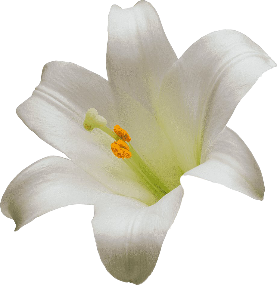 White Lilium PNG Photo