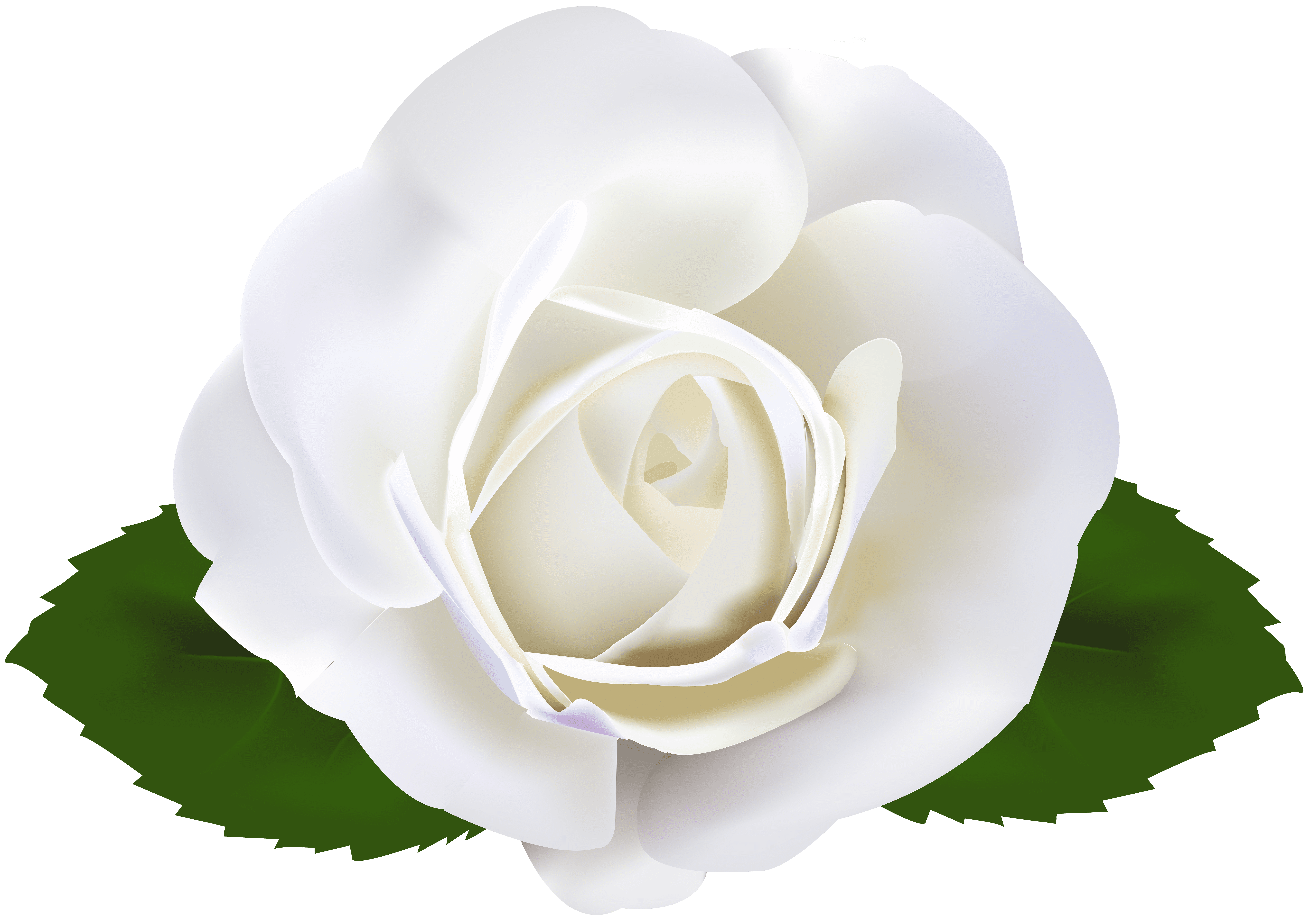 Ästhetische weiße Rose PNG-Bild Herunterladen