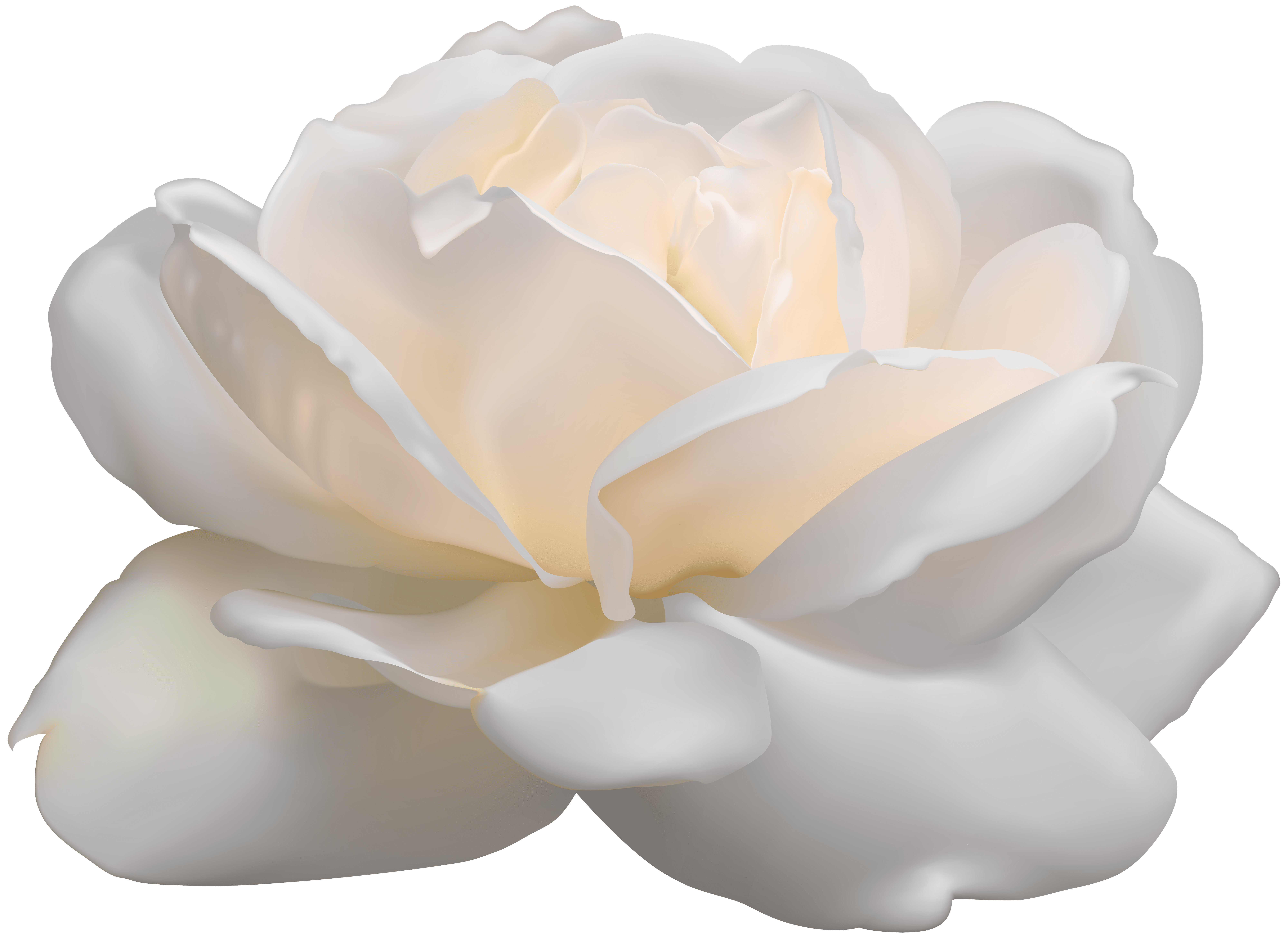 Aesthetic White Rose PNG High-Quality Image