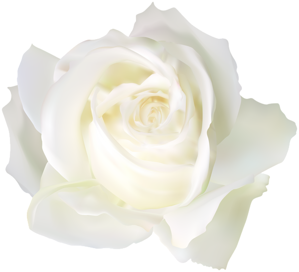 جمالية أبيض وردة PNG خلفية صورة