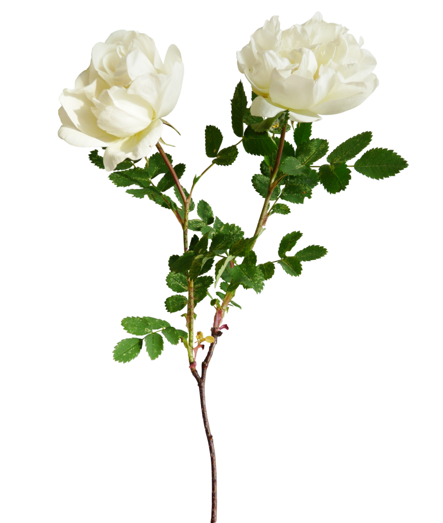Aesthetic White Rose PNG Image