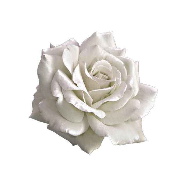 Aesthetic White Rose PNG Transparent Image