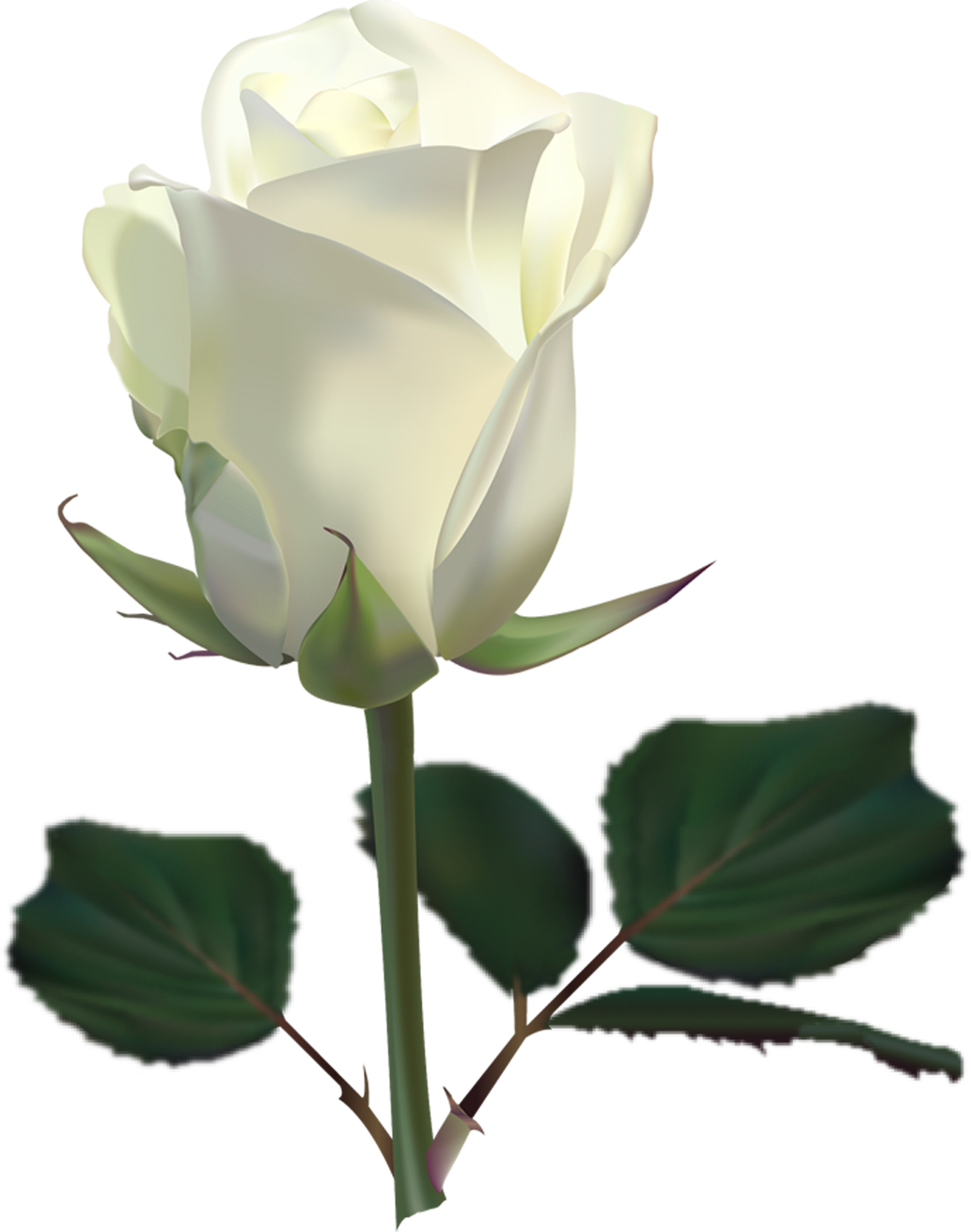Aesthetic White Rose Transparent Image