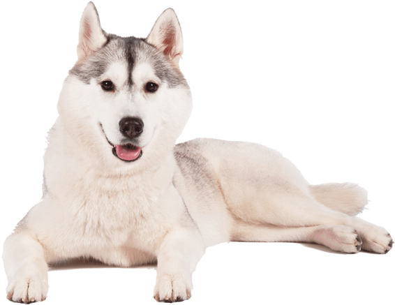Cute Husky PNG Image Background