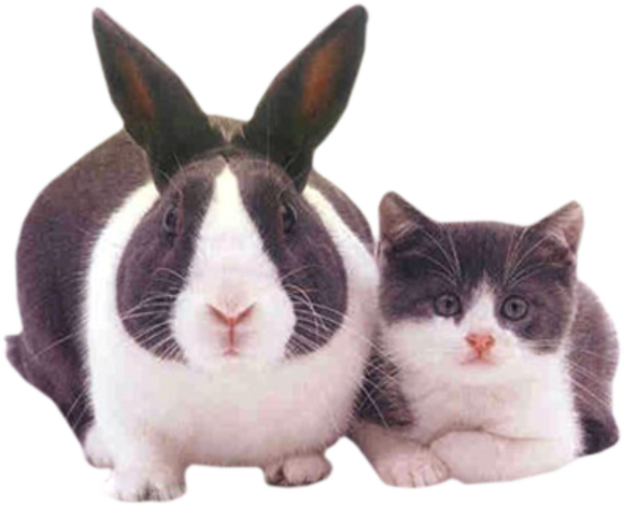 Easter Cat PNG Image Transparent