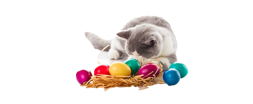 Easter Cat PNG Transparent Image