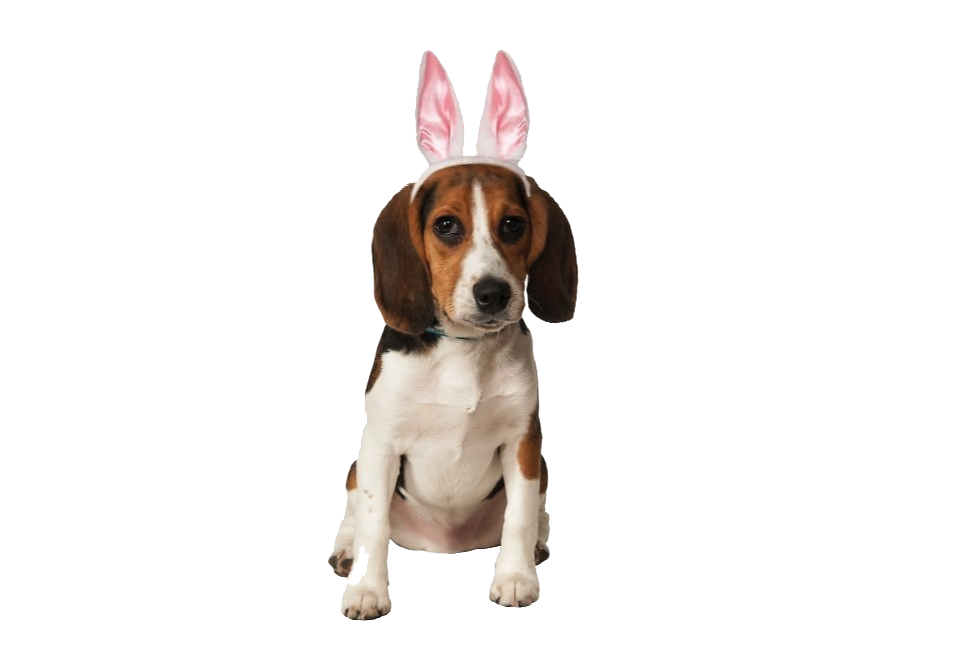 Immagine di sfondo del cane del cane di Pasqua