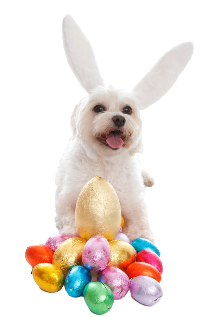 Easter Dog PNG Image