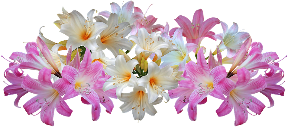 Easter Lilies Download PNG Image