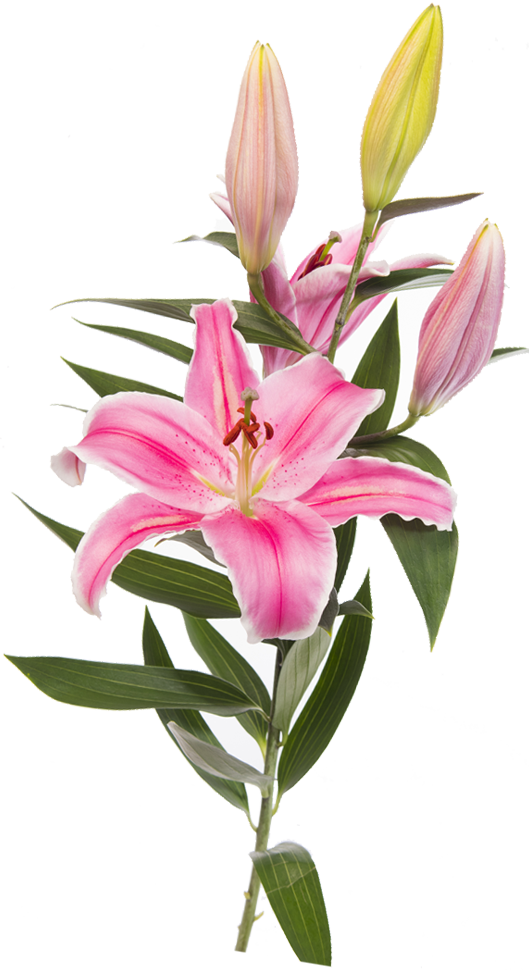 Easter Lilies PNG Background Image