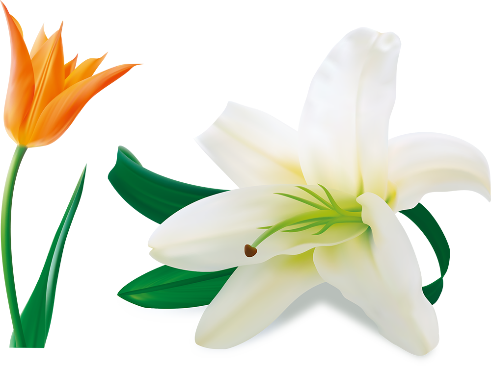 Easter Lilies PNG High-Quality Image