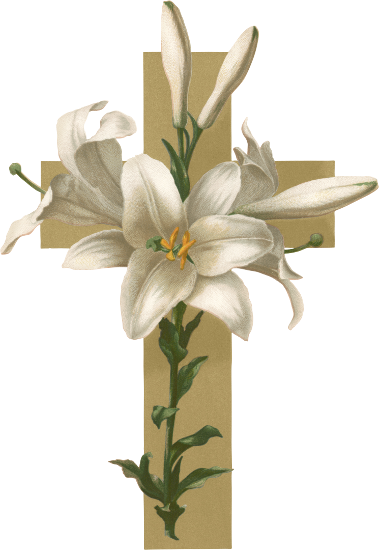 Easter Lilies PNG Image Background