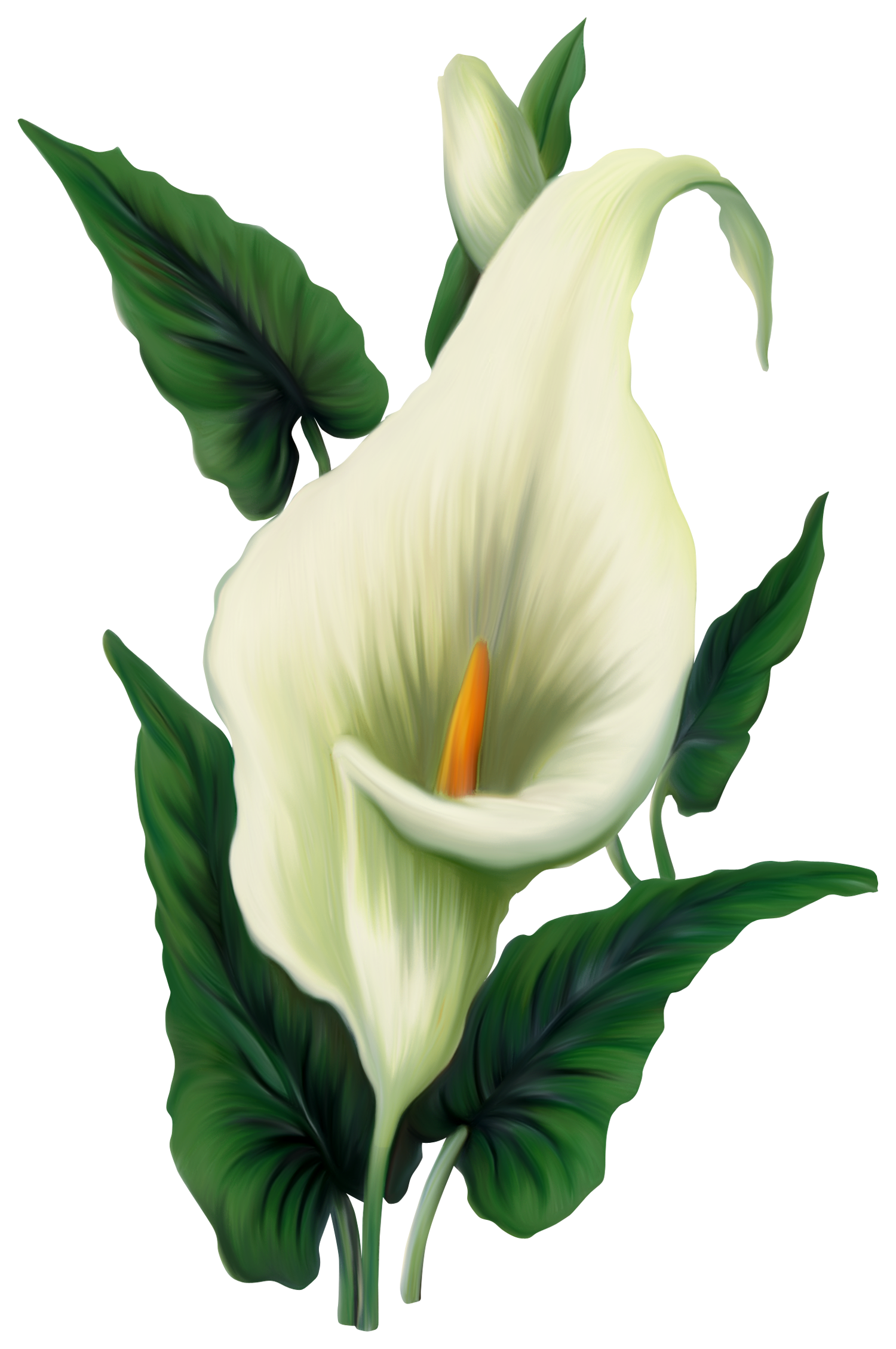 Easter Lilies PNG Image Transparent Background
